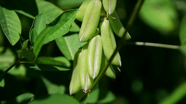 MS Curara豌豆花的果实被风摇动/希洛，大岛，夏威夷，美国视频素材