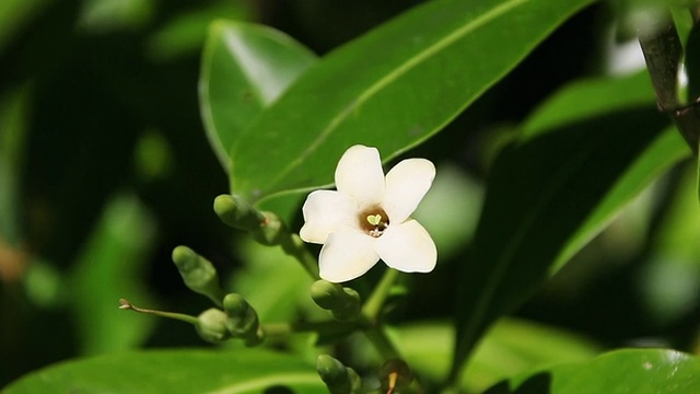 MS Pua kenikeni花被风摇动/希洛，大岛，夏威夷，美国视频素材