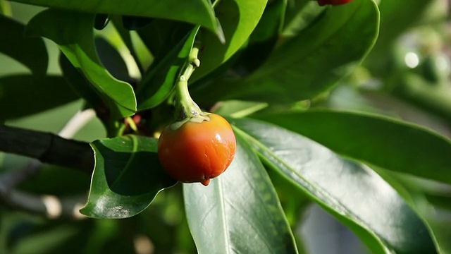 MS果实的Pua kenikeni花摇动风/希洛，大岛，夏威夷，美国视频素材