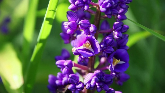 蓝色姜花随风飘扬/希洛，大岛，夏威夷，美国视频素材