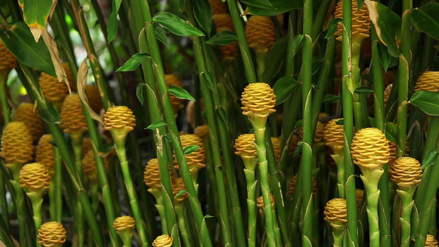 金蜂箱姜花生长在热带森林/奥梅，大岛，夏威夷，美国视频素材