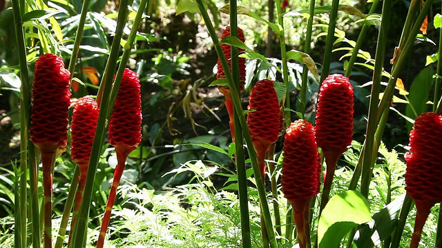 金蜂箱姜花生长在热带森林/奥梅，大岛，夏威夷，美国视频素材