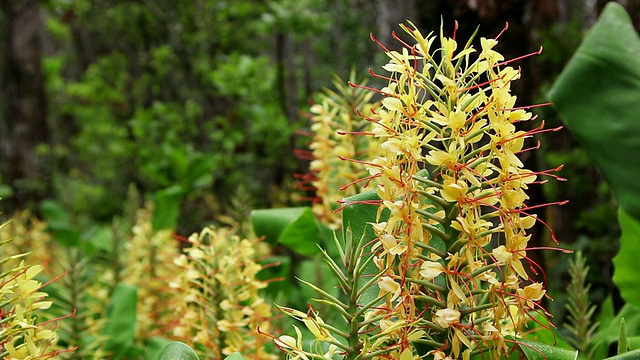 MS gregarious Kahili姜摇动风/火山，大岛，夏威夷，美国视频素材