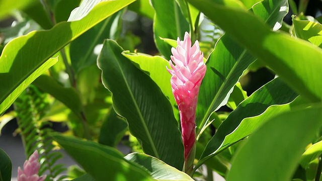 CU粉红姜花随风摇摆/希洛，大岛，夏威夷，美国视频素材