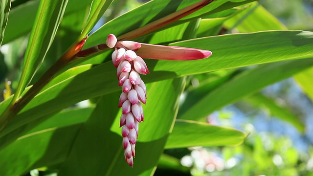 MS Shell姜花风摇/希洛，大岛，夏威夷，美国视频素材