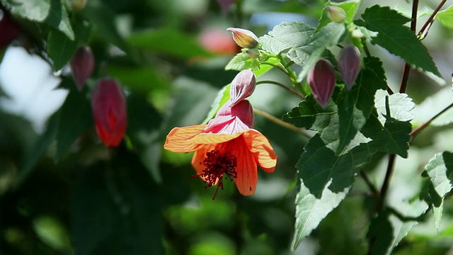 芙蓉花随风摇摆/希洛，大岛，夏威夷，美国视频素材