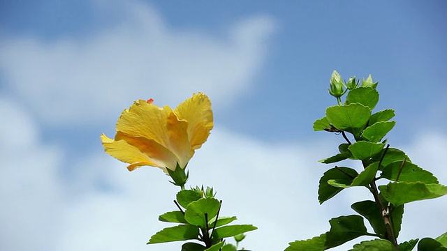 大木槿花在天空被风摇动/希洛，大岛，夏威夷，美国视频素材