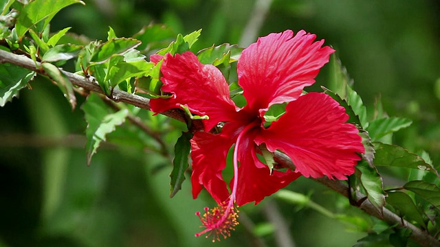 芙蓉花随风摇摆/希洛，大岛，夏威夷，美国视频素材