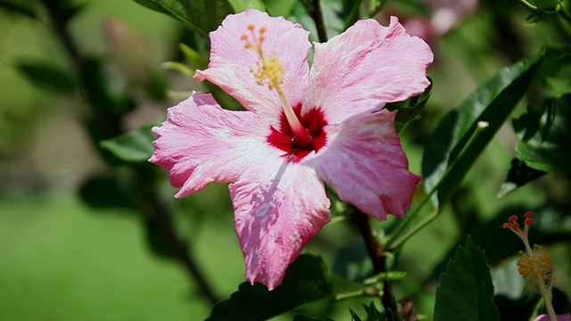 芙蓉花随风摇摆/希洛，大岛，夏威夷，美国视频素材