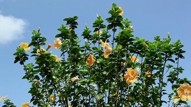 美国夏威夷大岛希洛的木槿花在天空中随风摇曳视频素材