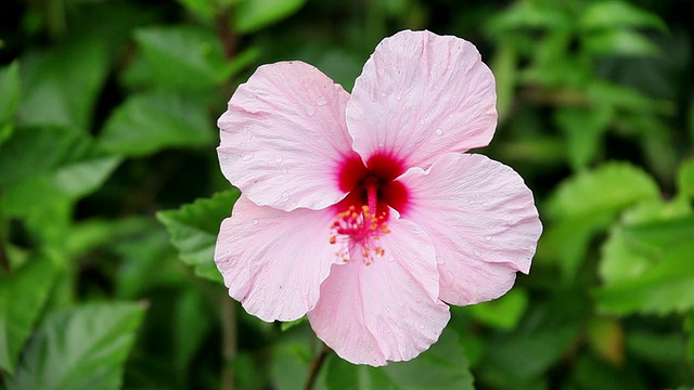 芙蓉花随风摇摆/希洛，大岛，夏威夷，美国视频素材