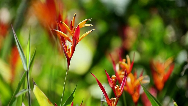 cuheliconia花摇动风/希洛，大岛，夏威夷，美国视频素材