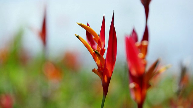 cuheliconia花摇动风/希洛，大岛，夏威夷，美国视频素材