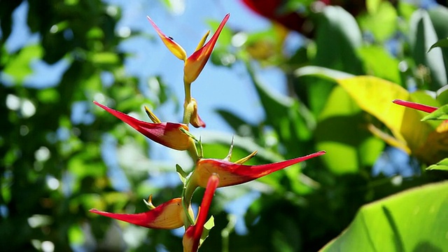 cuheliconia花摇动风/希洛，大岛，夏威夷，美国视频素材