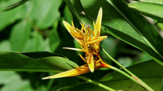 cuheliconia花摇动风/希洛，大岛，夏威夷，美国视频素材