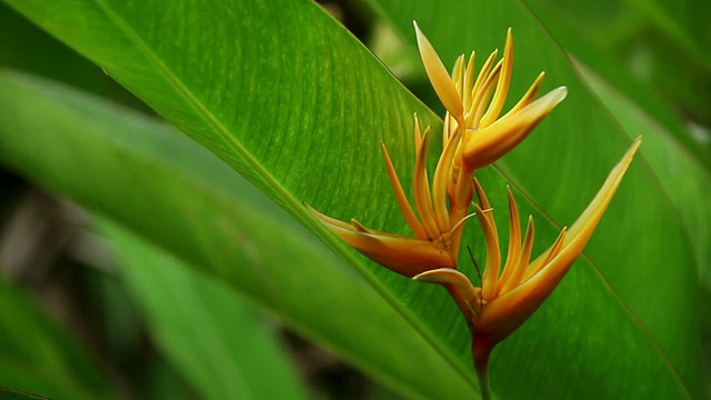 cuheliconia花摇动风/希洛，大岛，夏威夷，美国视频素材