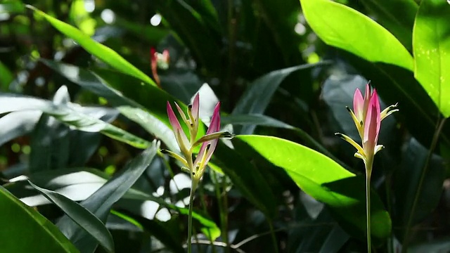 MS Heliconia花摇动的风阳光和影子花/卡拉帕纳，大岛，夏威夷，美国视频素材