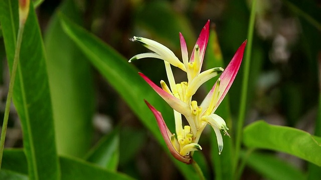 cuheliconia花摇动风/希洛，大岛，夏威夷，美国视频素材