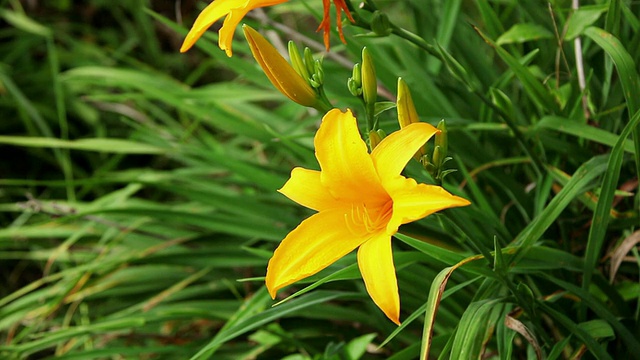 黄花菜随风摇曳/希洛，大岛，夏威夷，美国视频素材