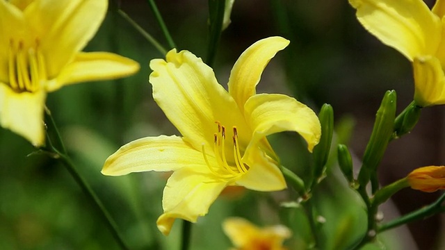 黄花菜随风摇曳/希洛，大岛，夏威夷，美国视频素材