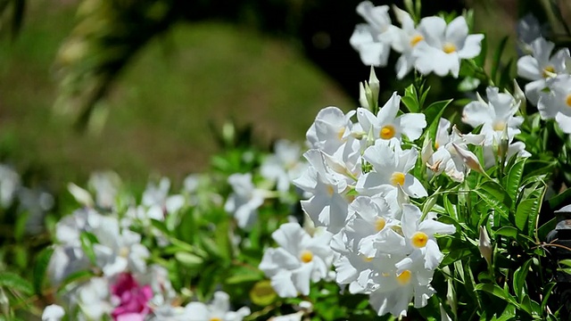 曼德拉花随风摇摆/美国夏威夷大岛希洛视频素材