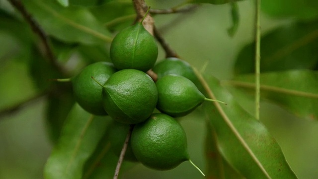 CU澳洲坚果果实到树枝和澳洲坚果随风摇摆/希洛，大岛，夏威夷，美国视频素材