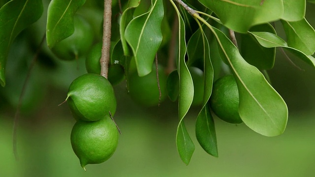 CU澳洲坚果果实到树枝和澳洲坚果随风摇摆/希洛，大岛，夏威夷，美国视频素材