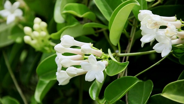 马达加斯加茉莉花随风摇摆/希洛，大岛，夏威夷，美国视频素材