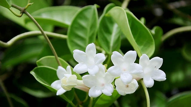 马达加斯加茉莉花随风摇摆/希洛，大岛，夏威夷，美国视频素材