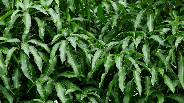 芒果树叶随风摇摆/希洛，大岛，夏威夷，美国视频素材