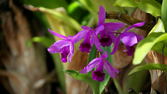 cucatleya兰花风摇动/希洛，大岛，夏威夷，美国视频素材