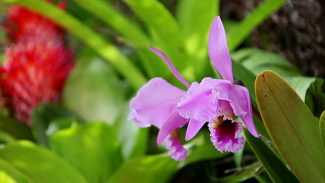 cucatleya兰花风摇动/希洛，大岛，夏威夷，美国视频素材