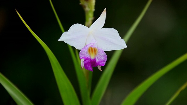 美国夏威夷大岛，竹兰花随风摇摆，蜜蜂从火山/花采集蜂蜜视频素材