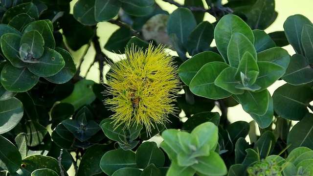 MS Ohia lehua flower shaking by wind and bee collecting honey /希洛，大岛，夏威夷，美国视频素材