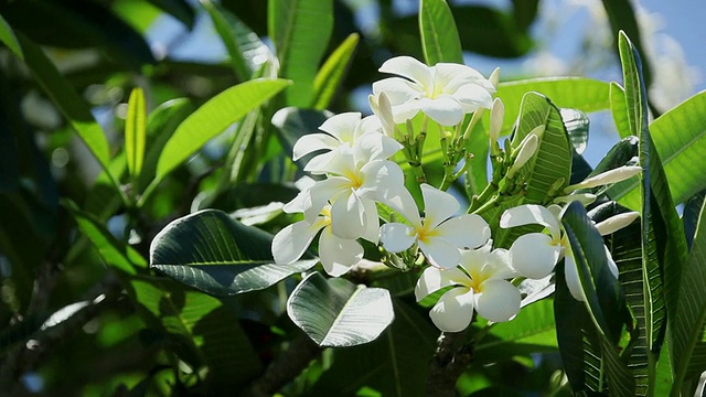 鸡蛋花随风摇摆/希洛，大岛，夏威夷，美国视频素材