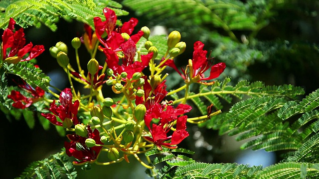 MS Royal poinciana花被风摇动/希洛，大岛，夏威夷，美国视频素材