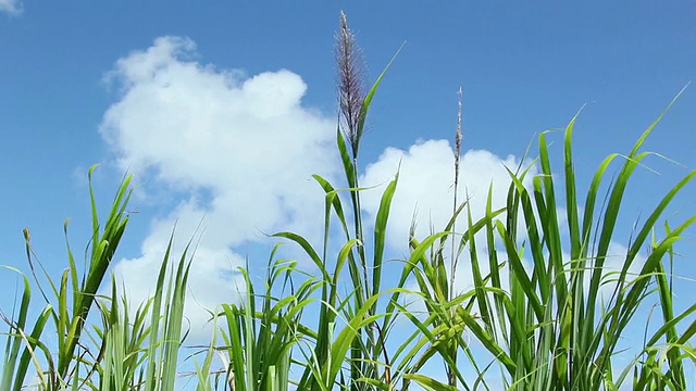 甘蔗摇晃的风云移动甘蔗/哈卡劳，大岛，夏威夷，美国视频素材