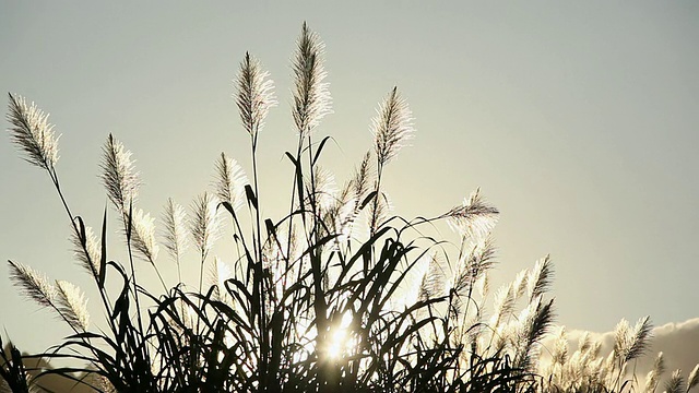 MS Saccharum officinarum sugarcan at sunset time by wind摇动/哈卡劳，大岛，夏威夷，美国视频素材