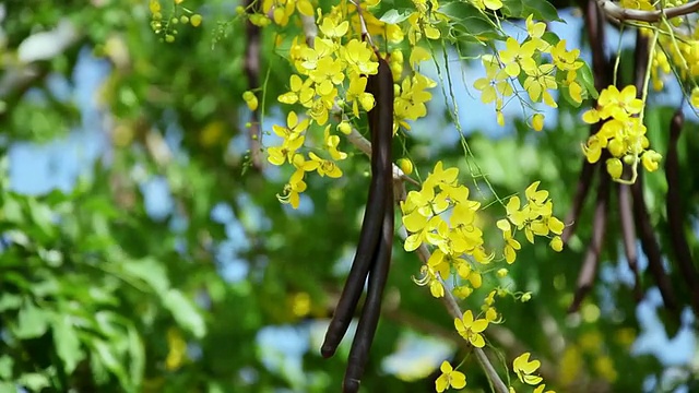 MS开花金雨树随风摇摆，果实金雨树挂在树枝上/希洛，大岛，夏威夷，美国视频素材