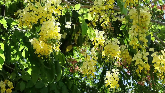 MS Blossom golden shower tree shaking by wind /希洛，大岛，夏威夷，美国视频素材