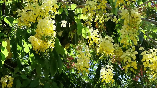 MS Blossom golden shower tree shaking by wind /希洛，大岛，夏威夷，美国视频素材