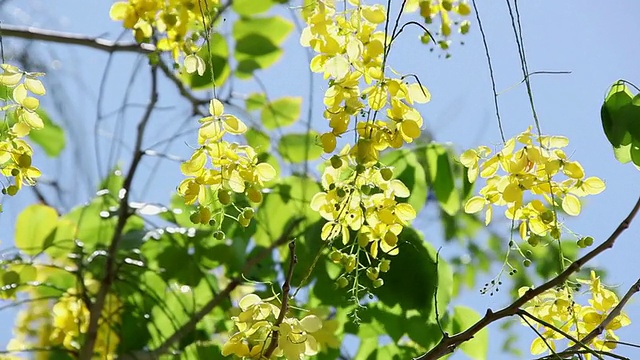 MS Blossom golden shower tree shaking by wind /希洛，大岛，夏威夷，美国视频素材