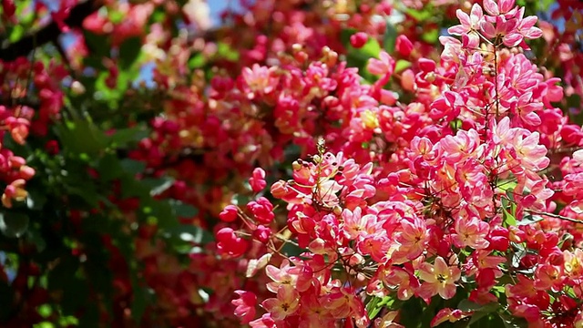 cublossom rainbow shower tree shaking by wind /希洛，大岛，夏威夷，美国视频素材