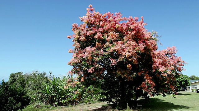 MS开花彩虹淋浴树被风摇动/ Waipio，大岛，夏威夷，美国视频素材