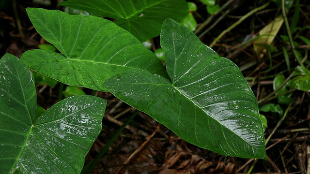 CU象耳芋头叶子被风摇动，叶子被雨湿/希洛，大岛，夏威夷，美国视频素材