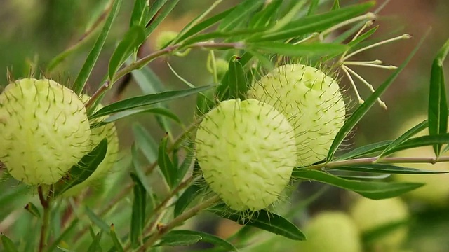 美国夏威夷大岛南点的气球植物和花随风摇摆视频素材