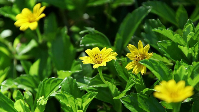 MS Wedelia花被风摇动阳光使影子和光花/希洛，大岛，夏威夷，美国视频素材