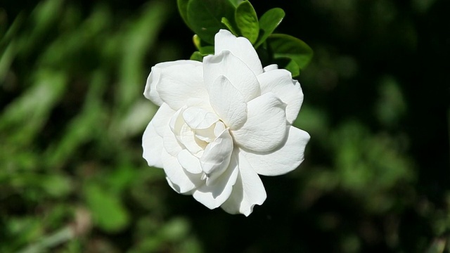 栀子花随风摇摆/希洛，大岛，夏威夷，美国视频素材