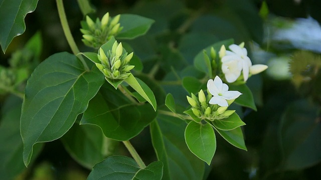 CU未知的小白花被风摇动/希洛，大岛，夏威夷，美国视频素材