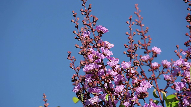 CU未知的紫花随风摇曳/希洛，大岛，夏威夷，美国视频素材